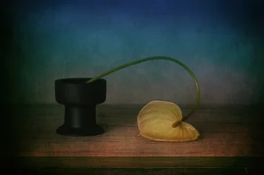 Elegant stilleben med anthurium