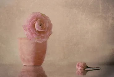 Mjukrosa ranunkelblomma