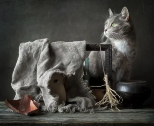 Vintage-stilleben med katt