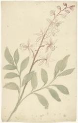 Blomstudie