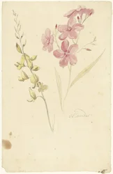 Oleander och broms