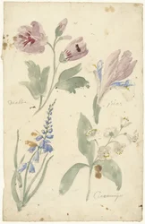 Studier av blommor inklusive en iris