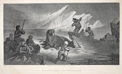 Walrus Hunt off Pikantlik, illustration från "The second Grinnell Expedition in Search of Sir John Franklin...", 1856