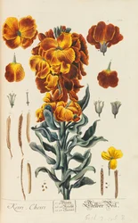 Blackwellian Herbarium reviderat och förstorat, 1754-1773.