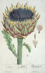 Kronärtskocka, från "Herbarium Blackwellianum", 1757 (penna, bläck och wc på papper)