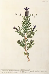 Fransk lavendel, platta 241 från "A Curious Herbal", publicerad 1782 (färggravyr).