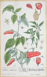 Guinea Pepper (Piper Indicum) tallrik 129 från den tyska upplagan av "A Curious Herbal", publicerad 1757