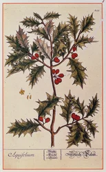 Holly från "A Curious Herbal", 1782