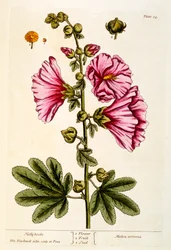 Hollyhocks, tallrik 54 från 