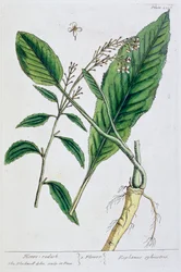 Pepparrot, 1782
