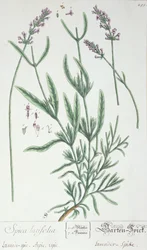 Lavender Spike, tallrik från 