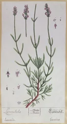 Lavendel, tallrik från 