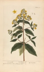 Lysimachia (Loosestrife), Tallrik 278 från 