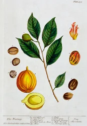 Muskotnöt, 1782