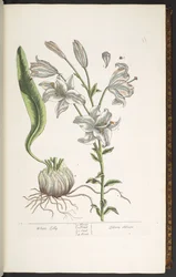 Tallrik 11, White Lily, från 