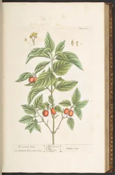 Tallrik 121, från 