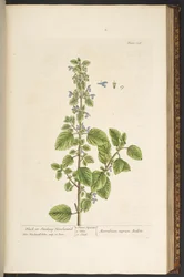 Tallrik 136, från 