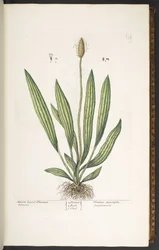 Tallrik 14, smalbladig groblad, från 