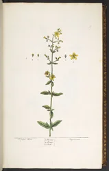Tallrik 15, johannesört, från 
