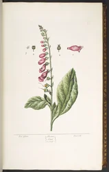 Tallrik 16, Fox Glove, från 