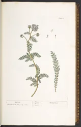 Tallrik 18, Yarrow, från 