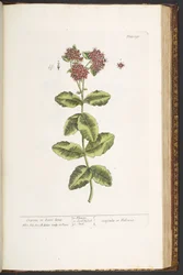 Tallrik 191, Orpine, eller Live-Long, från "A Curious Herbal"