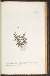Tallrik 212, från 