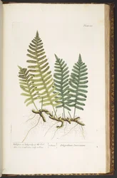 Tallrik 215, Wall-fern eller Polypody of the Oak, från 