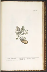 Tallrik 219, från 