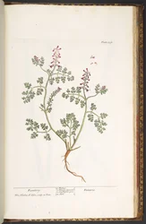 Tallrik 237, Fumitory, från 