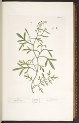 Tallrik 23, Garden Cress, från 