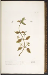 Tallrik 24, Self Heal, från 