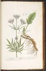Tallrik 250, Valerian, från 