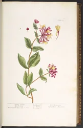 Tallrik 25, Honeysuckle Wood Blind, från 