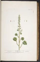 Tallrik 263, från 