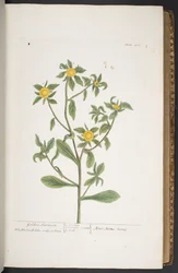 Tallrik 272, från 