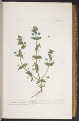Tallrik 274, från 