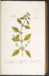 Tallrik 27, Balsam, från 