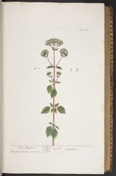 Tallrik 280, från 