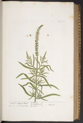 Tallrik 283, från 