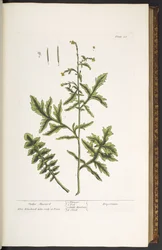 Tallrik 28, Hedge Mustard, från 