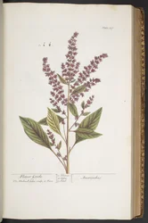 Tallrik 317, Flower Gentle, eller Amaranthus, från 