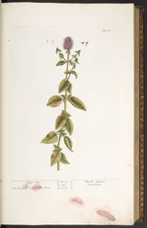 Tallrik 32, Water Mint, från 