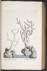Tallrik 342, från 
