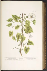 Tallrik 38, Great Bindweed, från 