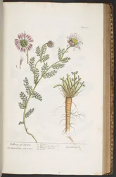 Tallrik 390, Pellitory of Spain, från 