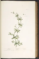 Tallrik 39, Clivers, Goose Grass, från 