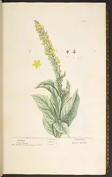 Tallrik 3, Mullein, från 