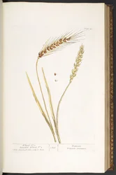 Tallrik 40, Wheat, and Bearded Wheat, från 
