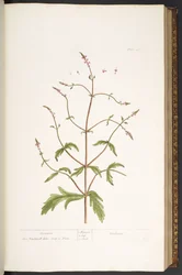 Tallrik 41, Vervain, från 